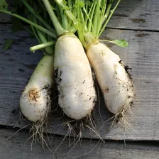 Semillas Nabo Blanco Martillo! La Huerta Orgánica