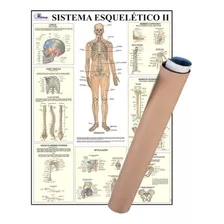 Mapa Corpo Humano Sistema Esqueleto Il Enrolado 120 X 90 Cm