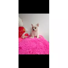 Cachorros Pomerania Disponible Hembras Y Machos 