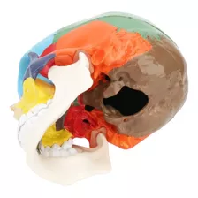 Cráneo Humano - Modelo Anatómico Color 
