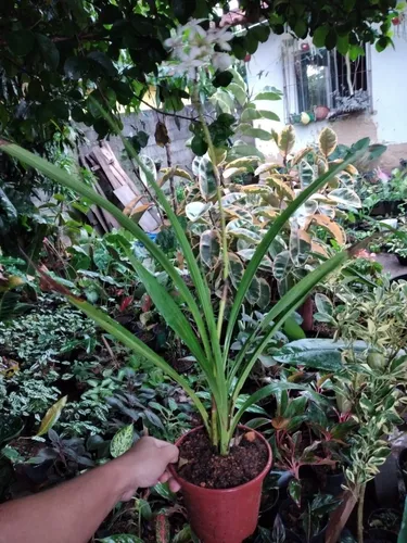 Orquídea Grapete (branca) - Spathoglottis Plicata R$ 50 em Cariacica -  Espírito Santo | Mebuscar Brasil