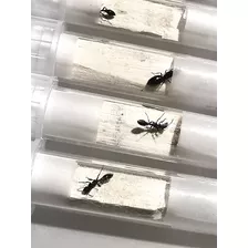 Hormigas Reinas De Criadero Para Mascotas (consulta Tu Ant) 