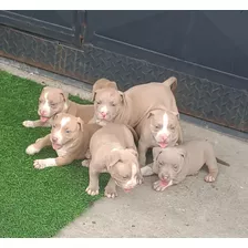 Cachorros Pitbull Patas Cortas, Con Genetica De Primera.