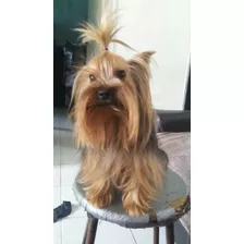 Yorkshire Terrier Cara De Muñeca Pelo Seda Bellisimo Monta