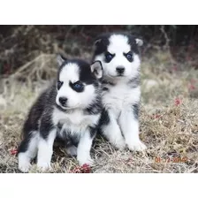 Husky Siberanio