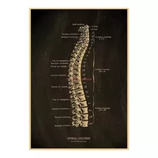 Poster Anatomia Coluna Espinhal