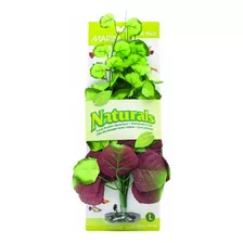 Planta De Seda De Pennywort De Marina Naturals