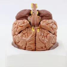 Modelo Anatómico Del Cerebro Para La Enseñanza, 8 Partes