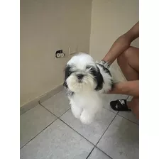 Cachorros Shihtzu 