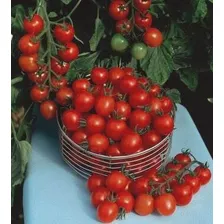 Tomate Cereja Samambaia Sementes Orgânicas Para Mudas