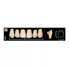 Dientes Vivodent Ivoclar Color 2 C 240 Novacekdental