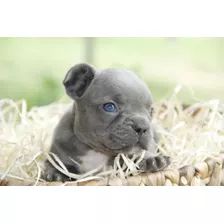 Cachorros Bulldog Francés Blue (exótico) 