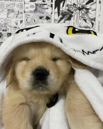 Comprar Filhotes De Golden Retriever - Apenas R$ ,00 - Armazém Automotivo Comprar Filhotes De Golden Retriever - Apenas R$ ,00 - Armazém Automotivo