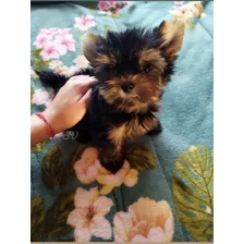 Yorkshire Terrier Mini