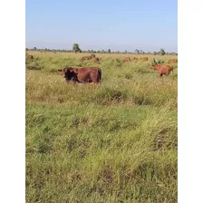 Vendo Campo Mixto De 14.100 Hectáreas ( Formosa. Argentina )