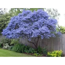 Árbol Ceanothus, Se Llena De Flores Celestes!!!