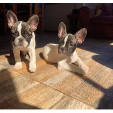 Hermosos Cachorros Bulldog Francés 