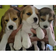 Cachorras Beagles....