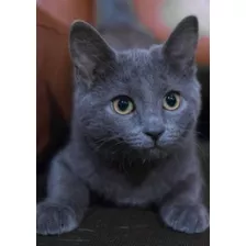 Hermoso Gato Azúl Ruso