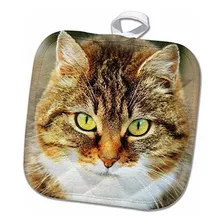 3d Rosa Linda Imagen Gato Domestico People-animal-pet-kitty