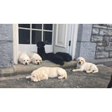 Labrador Retriever En 300 Cada Mascota