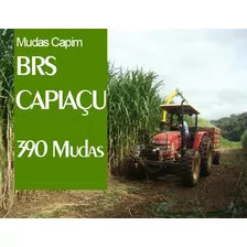 390 Mudas Capiaçu Brs