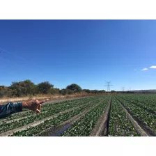 Rento 107 Hectáreas Cultivables En San Francisco Del Rincón 