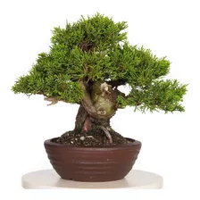 10 Sementes Juníperus Chinensis Shimpaku P/ Bonsai Sargenti