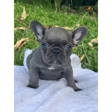 Cachorro Bulldog Frances Gris Exótico Blue Azul Hembra Cali