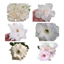 Mix 18 Sementes Rosa Do Deserto Brancas Para Mudas Em Jardim