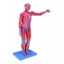 Zeigen Modelo De Cuerpo Humano Completo Con Músculos De 78cm