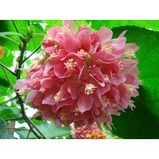 Astrapéia Rosa * 20 Estacas P/ Fazer Mudas * Dombeya Wallich