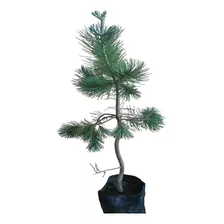 Arbol Pino Piñonero Pinus Pinea 