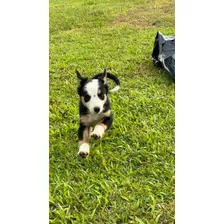 Cachorros Border Collie, 2 Meses