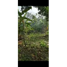 Se Vende Finca Sembrada De Aguacate En San Cristob, Cambita.