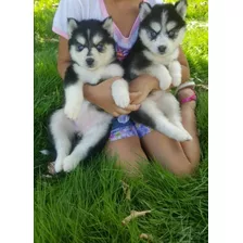 Cachorros Husky Siberiano Entregas En Todas Las Provincias 