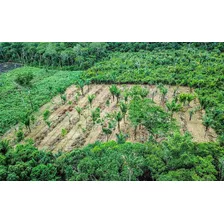 Kit 1.200 Sementes Para Sistema Agrofloresta Espécie Nativas