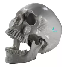 Cráneo Humano De Resina, Mandíbula Articulada , Envió Gratis