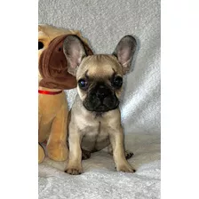 Bulldog Francés Fawn Blue