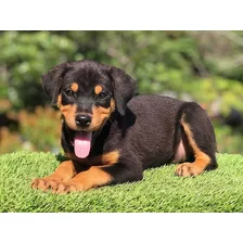 Cachorros Rottweiler 