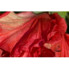 Macrofotografia De Una Flor Roja 02