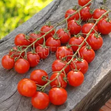 Semillas Tomate Rapunzel! Racimos Larguísimos! Super Dulce