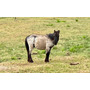 Primera imagen para búsqueda de equinos caballos y yeguas venta caballos pony