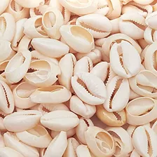 Cowrie Sea Shell Pendants, 1 Inch Dangle Charms For Diy...