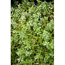 Bacopa Planta Acuario O Estanquepack De 10