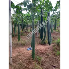 200 Sementes De Bucha Vegetal Gigante De Metro