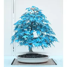 Bonsai Arce Celeste Japones - 5 Semillas