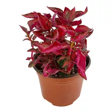 Planta Amaranto (iresine Rojo)