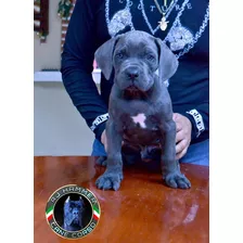 Cachorros Cane Corso Excelente Linaje Sangre Italian-usa