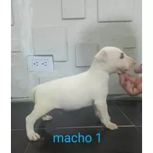 Cachorros Bullterrier Disponible Hembras Y Machos 